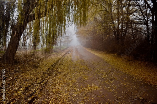My path image. Autumn Landscape in Mendoza, Argentina