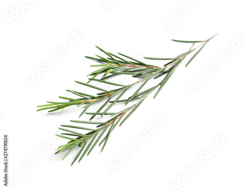 Branch of tea tree on white background. Natural essential oil photo