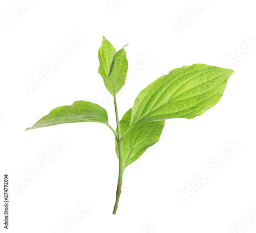 Branch with green leaves on white background