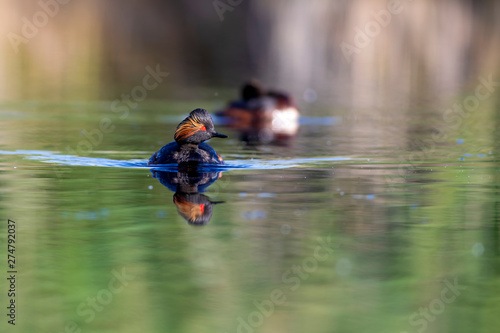 Water and birds. Swimming grebe. Yellow green water background. Bird: Black necked Grebe. Podiceps nigricollis. photo