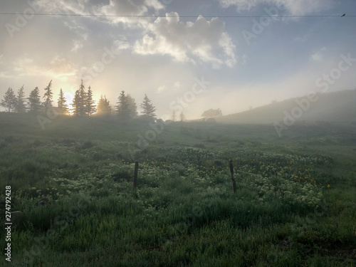 Canvas Print Foggy morning light looking up a field of green dewy grass and outlined of trees at top of hill