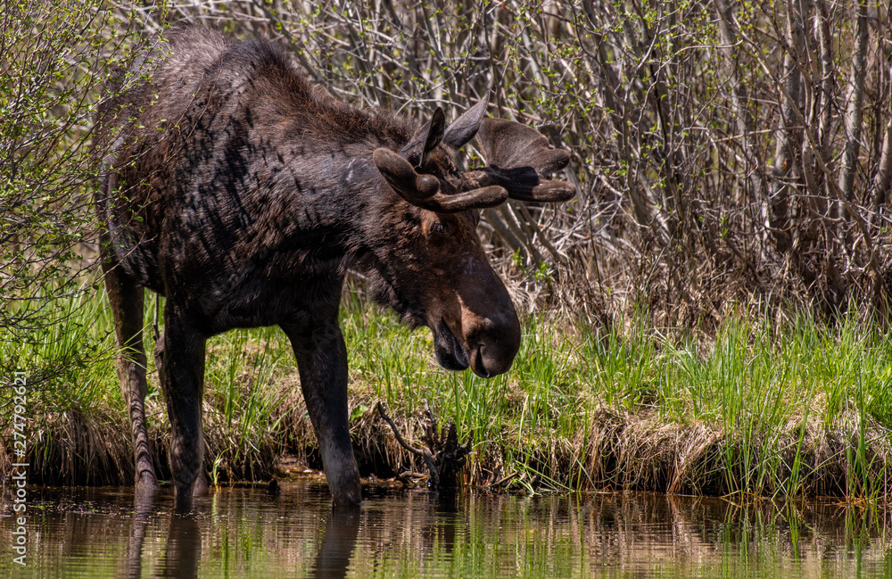 Fototapeta premium A Bull Moose in Colorado with Velvet Antlers in Spring