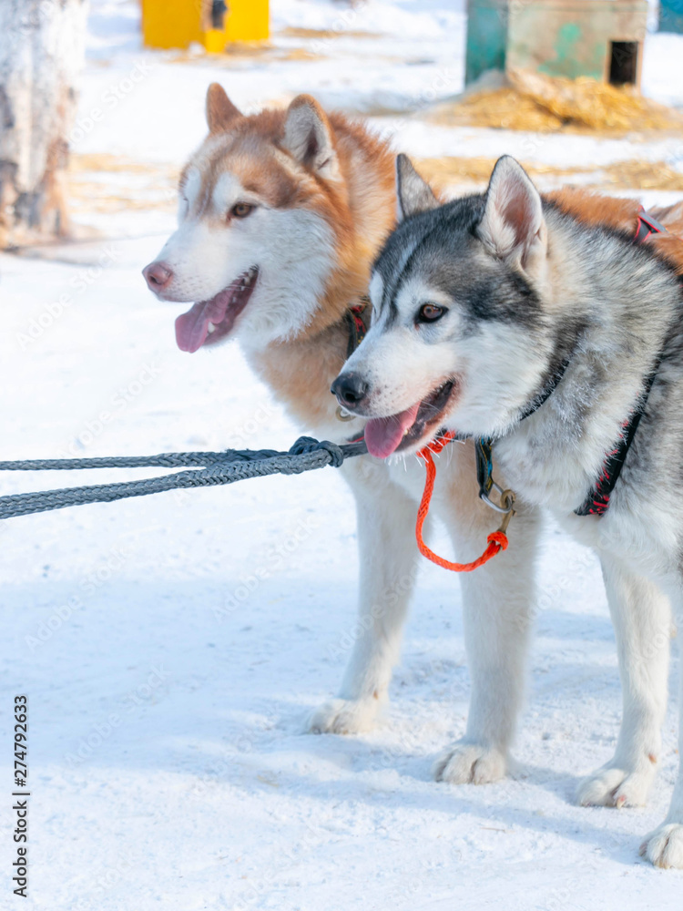 Pair of cute husky dogs at dog sled farm in close-up.