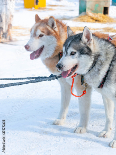 Pair of cute husky dogs at dog sled farm in close-up. © jtas