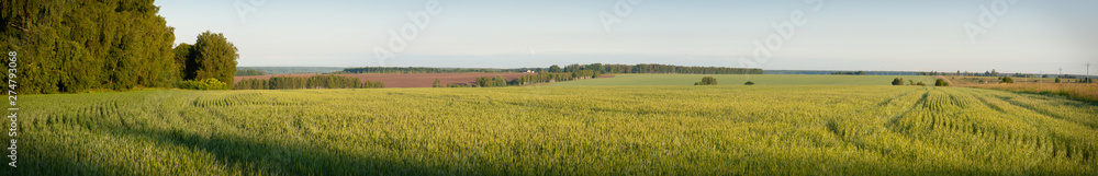 Panorama. Young wheat field in the early morning. Good to use as a banner