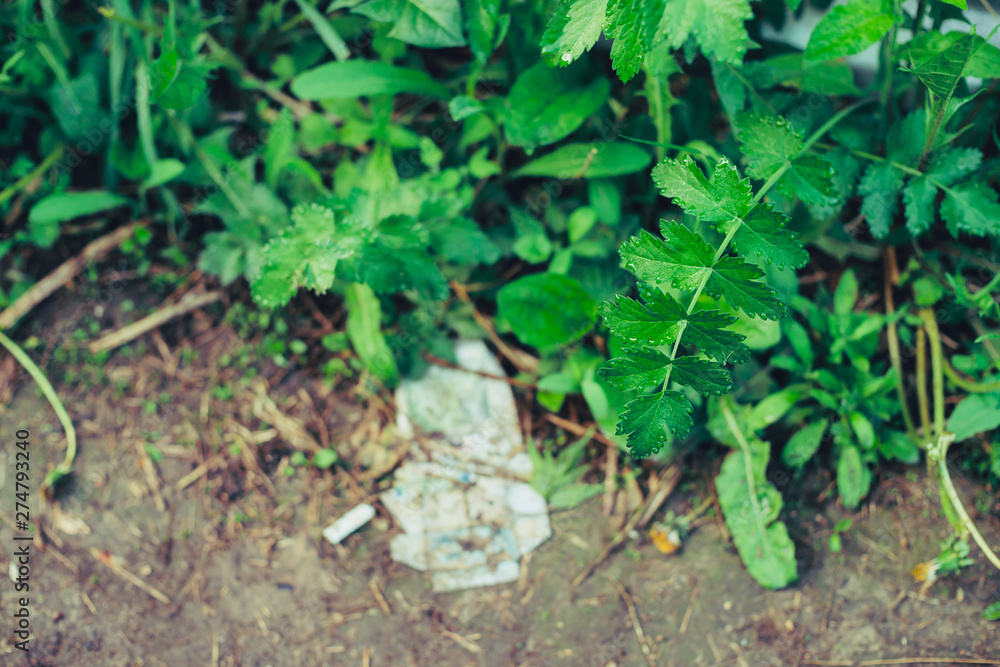 Cellophane pack of cigarettes in grass. Garbage among plants. Toxic plastic into nature. Rubbish in park among vegetation. Contaminated soil. Environment pollution. Ecologic issue. Throw butt anywhere