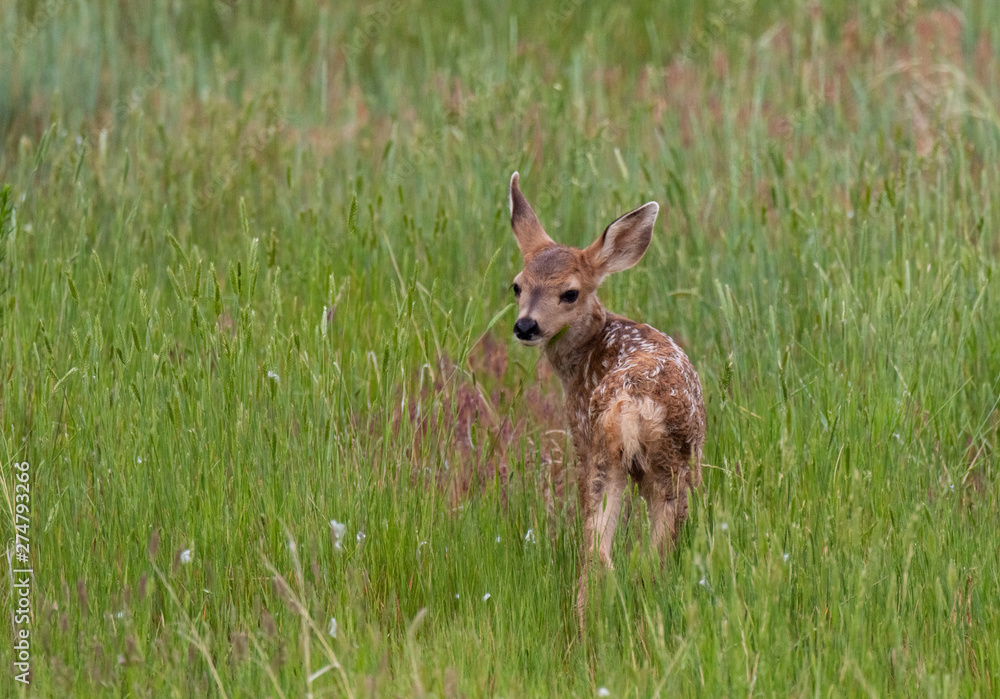 An Adorable Mule Deer Fawn in a Meadow on a Summer Morning An Adorable Mule Deer Fawn in a Meadow on a Summer Morning