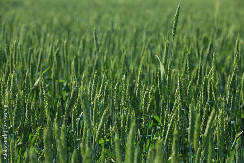 Obraz premium Wheat field on sunny day. Amazing nature in summer
