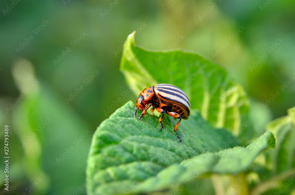 Colorado beetle eats a potato leaves young. Pests destroy a crop in the field. Parasites in wildlife and agriculture. Colorado beetle eats a potato leaves young. Pests destroy a crop in the field. Parasites in wildlife and agriculture.