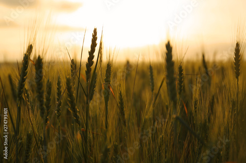 Wheat field at sunset. Amazing nature in summer