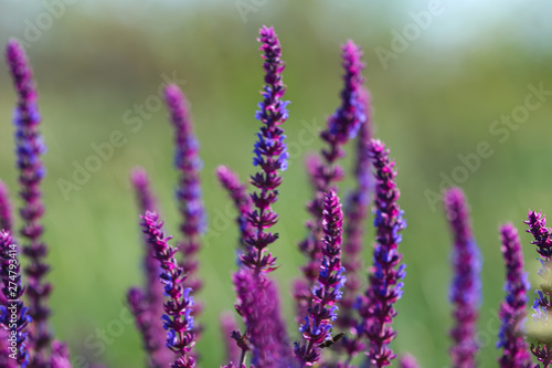 Beautiful wild flowers outdoors on sunny day. Amazing nature in summer