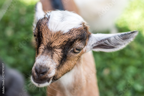 Goat looks happy © Chris