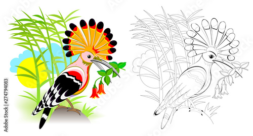 Fotografija Colorful and black and white page for coloring book for kids