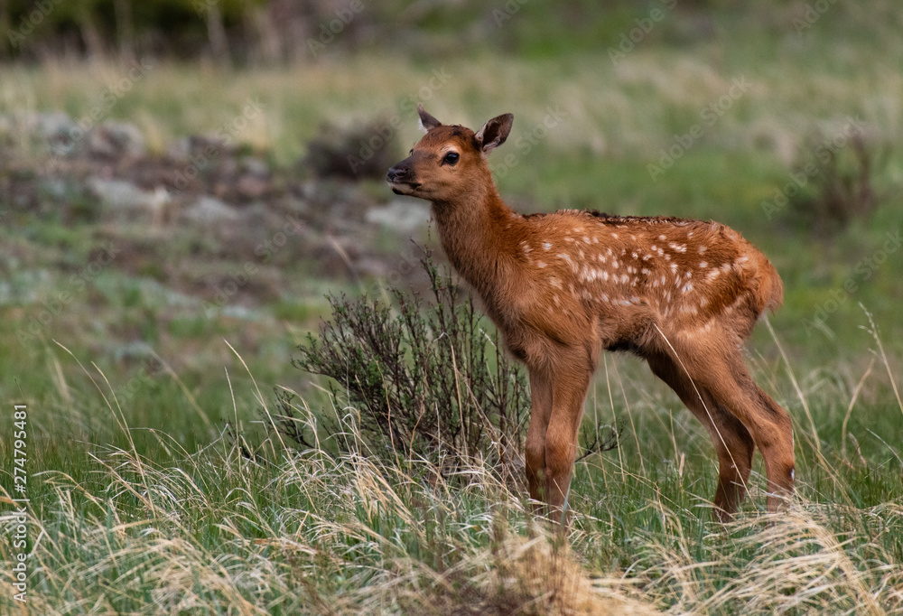 An Elk Calf Exploring its New World in Rocky Mountain National Park An Elk Calf Exploring its New World in Rocky Mountain National Park