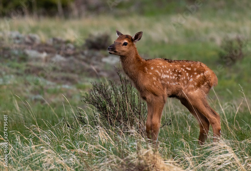 An Elk Calf Exploring its New World in Rocky Mountain National Park