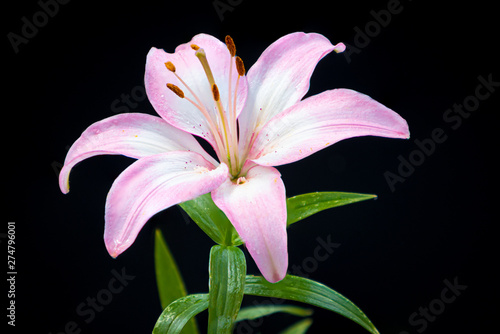 Pink lily