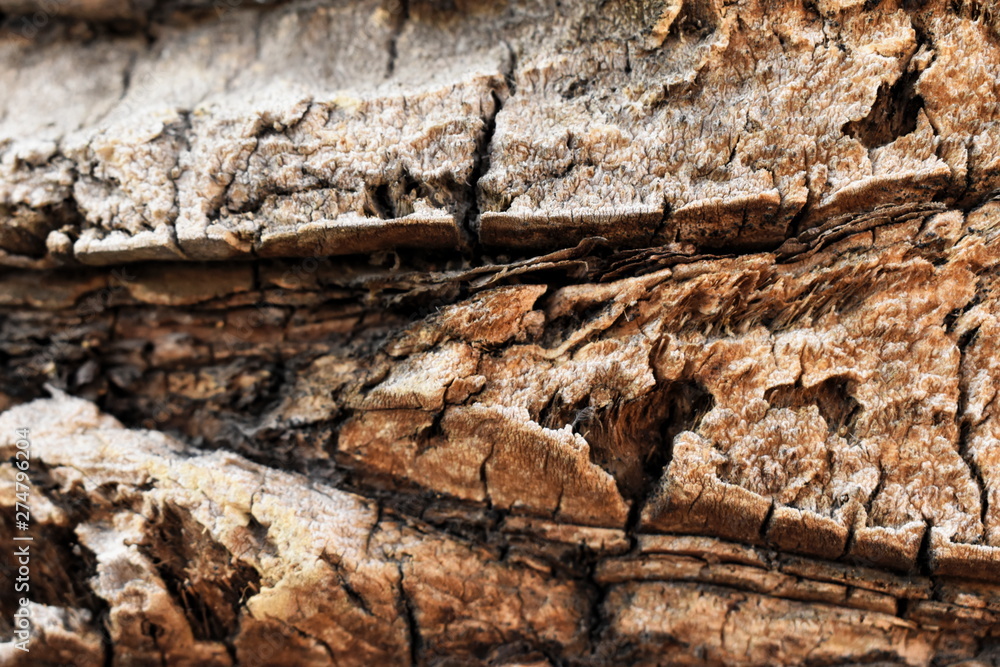 Texture wood background palm tree macro nature Texture wood background palm tree macro nature