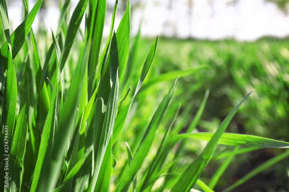 Green wheat field on spring day, closeup Green wheat field on spring day, closeup