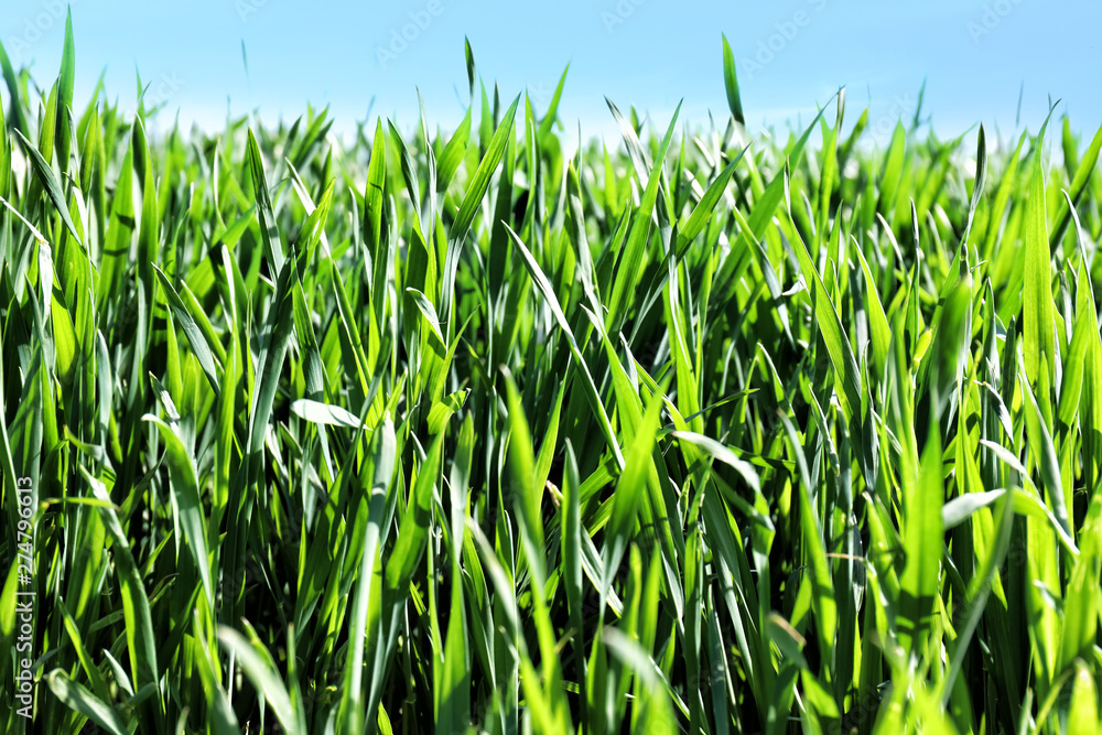 Obraz premium Green wheat field on spring day