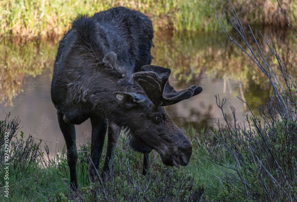A Bull Moose in Colorado with Velvet Antlers in Spring A Bull Moose in Colorado with Velvet Antlers in Spring