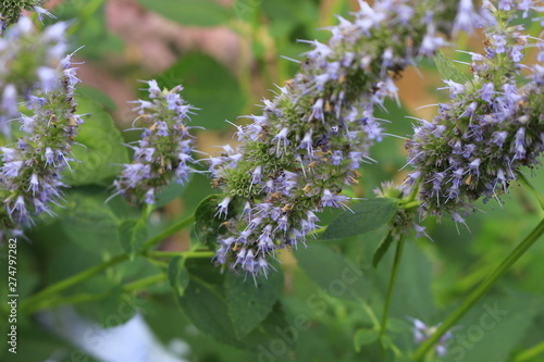 Obraz na plátně Korean Mint Agastache rugosa flower blossom