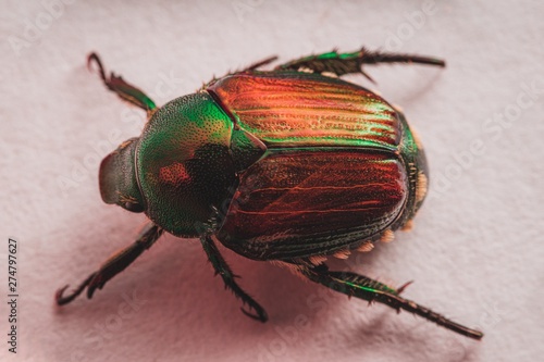 Japanese Beetle (Popillia japonica) photo