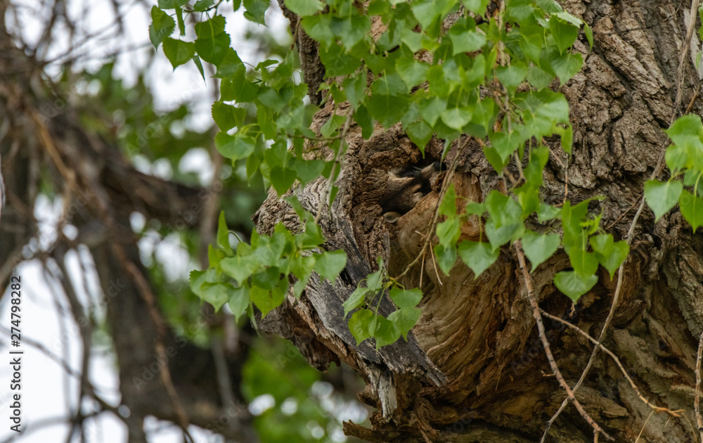 Fototapeta premium A Raccoon Enjoying a Nap in a Giant Cottonwood Tree Hollow
