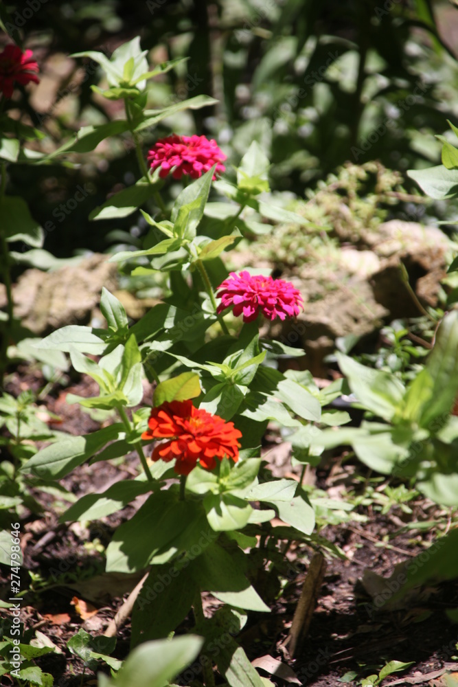red flowers in garden red flowers in garden