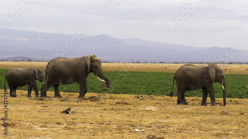 shot of several elephants at amboseli in kenya