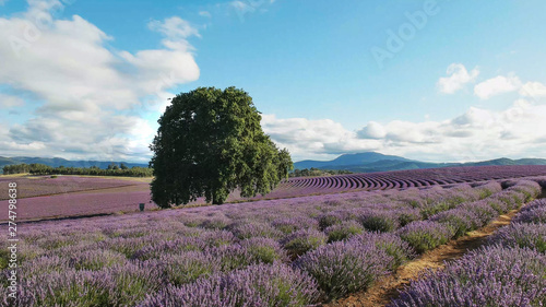 summer shot of a field of lavender flowers and an old oak tree in tasmania