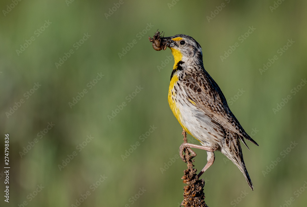 Fototapeta premium A Western Meadowlark Perched on a Mullein with Dinner