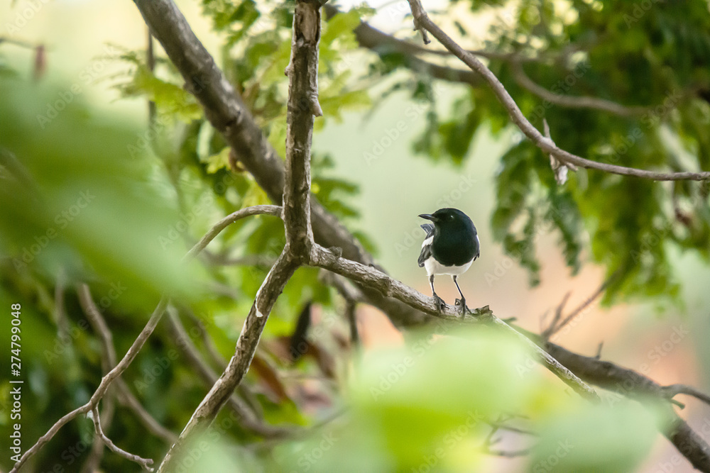Oriental Magpie Robin The beautiful bird, Oriental Magpie Robin The beautiful bird,