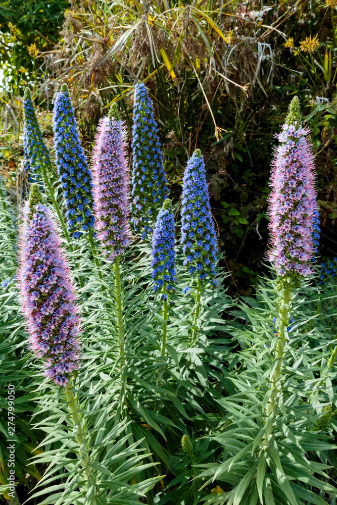 Obraz premium Echium 13