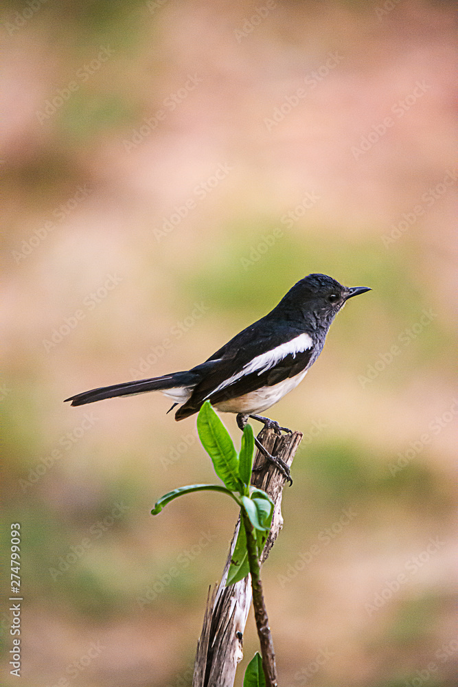 Oriental Magpie Robin The beautiful bird, Oriental Magpie Robin The beautiful bird,