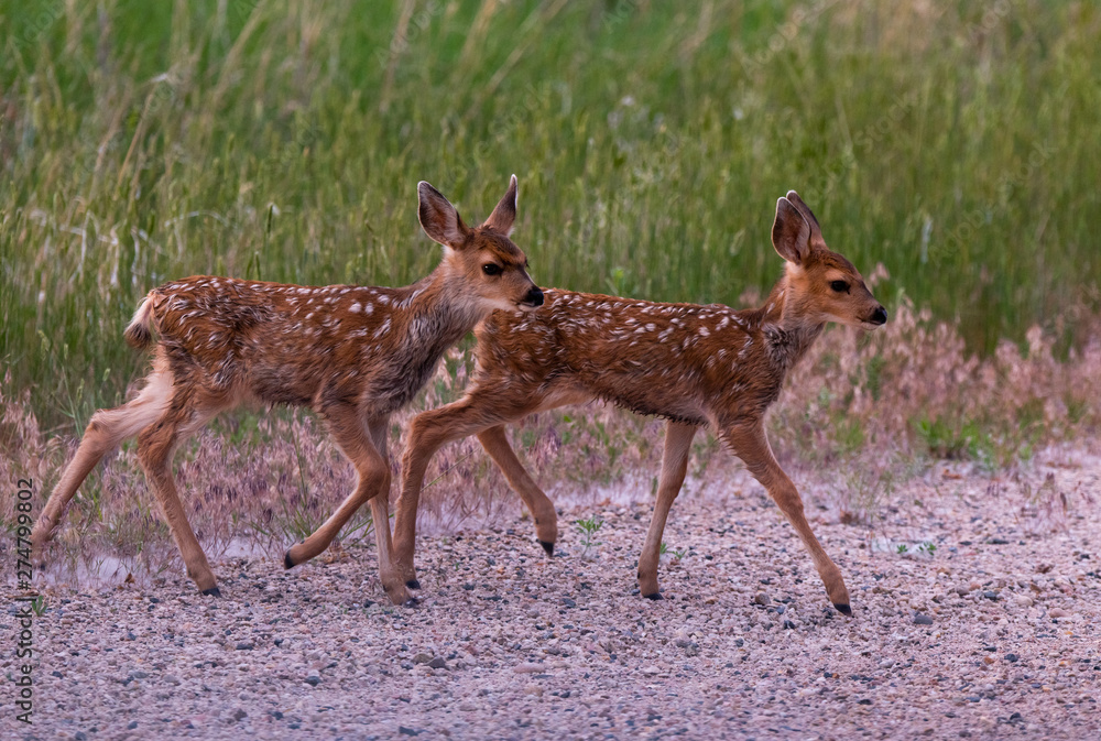 White-tailed Deer Fawn Twins Racing Through a Meadow White-tailed Deer Fawn Twins Racing Through a Meadow