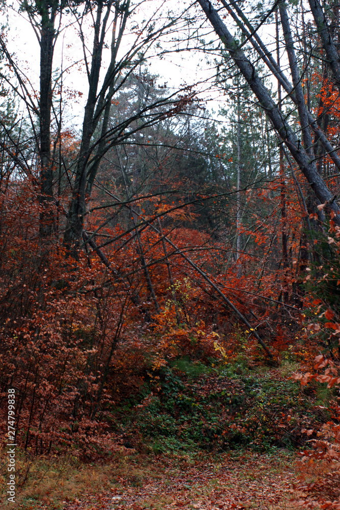 Obraz premium autumn in the forest