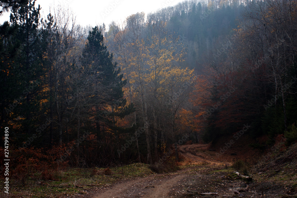 Obraz premium forest in fog