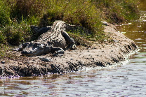 Alligator, Canaveral National Seashore, Florida photo