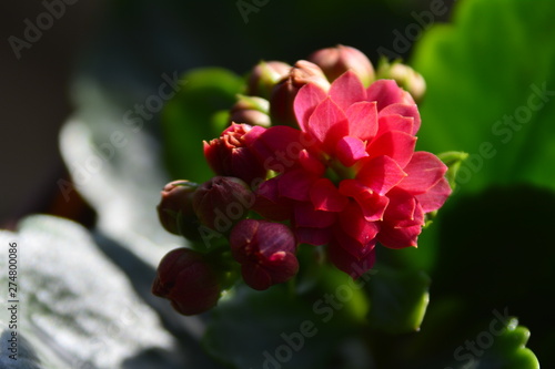 small pink flower with large green leaves in a pot on the window