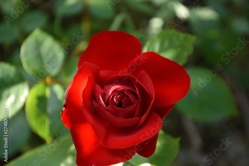 red rose on green background