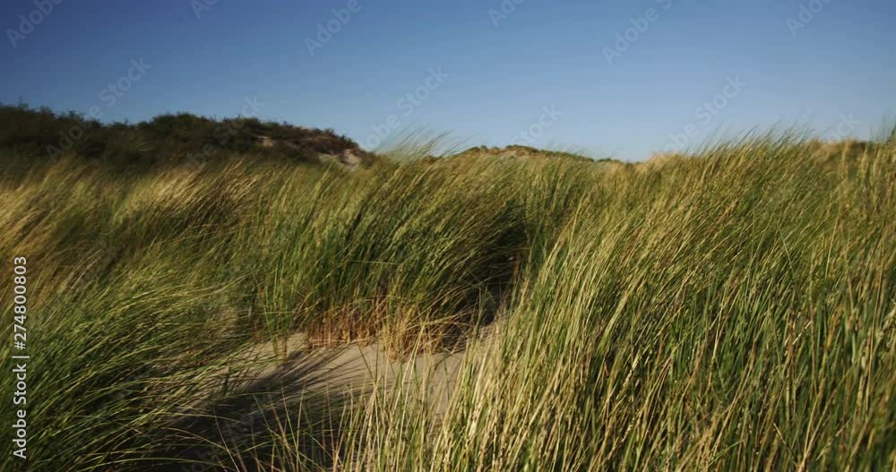 Panning shot revealing large beach dunes covered with grass on a sunny summer day. Clear blue sky. Slow motion shot. Panning shot revealing large beach dunes covered with grass on a sunny summer day. Clear blue sky. Slow motion shot.