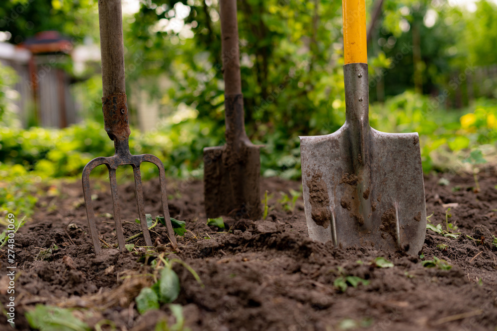 inserted shovel and pitchfork into the ground in the garden inserted shovel and pitchfork into the ground in the garden