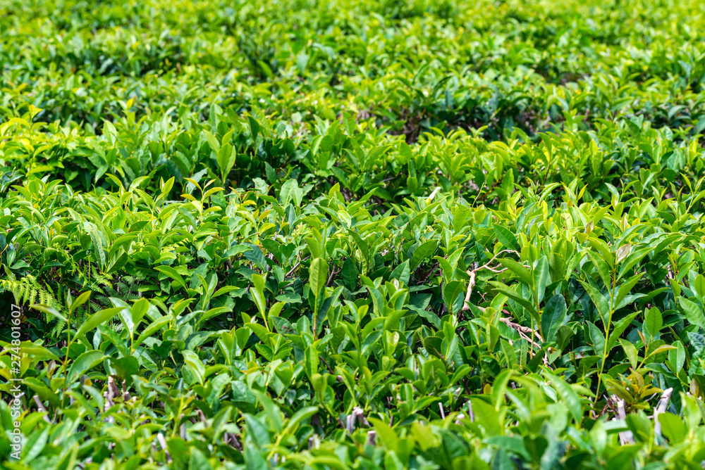 Close up green tea leaves in a tea plantation Close up green tea leaves in a tea plantation