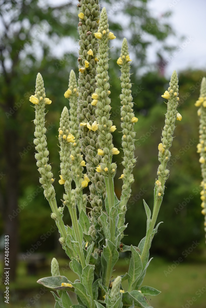 Common mullein is an medicinal herb that is effective for diseases such as skin and respiratory. Common mullein is an medicinal herb that is effective for diseases such as skin and respiratory.