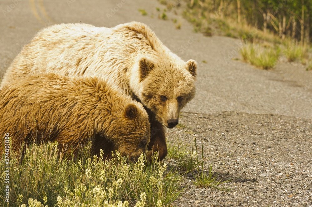 Fototapeta premium Grizzly sow and cub grazing