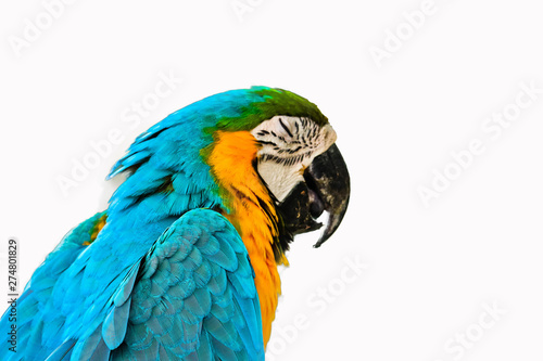 Blue and gold macaw isolated