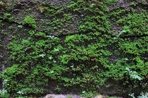 Fototapeta Naklejka Na Ścianę i Meble -   Green moss on the wall concrete for background.Green moss texture.