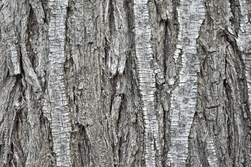 Fototapeta Naklejka Na Ścianę i Meble -  tree bark