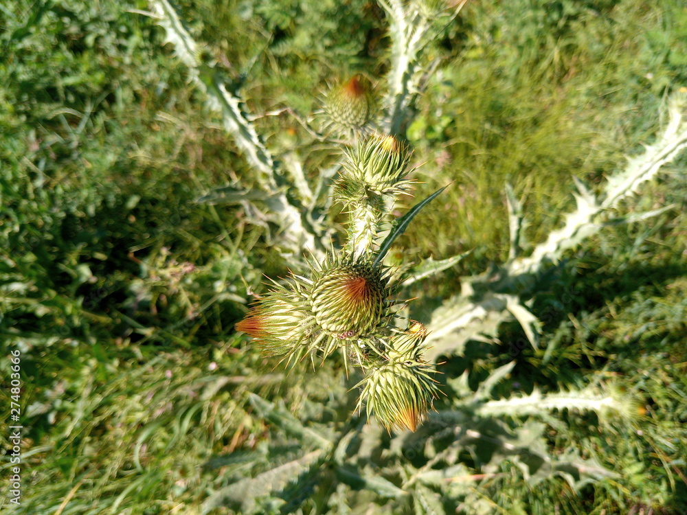 Tatyarnik prickly, stalks of Onopordum plants. Tatyarnik prickly, stalks of Onopordum plants.