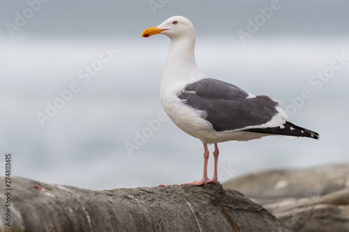 Seagull Medium Looking Out to Sea © kellyvandellen